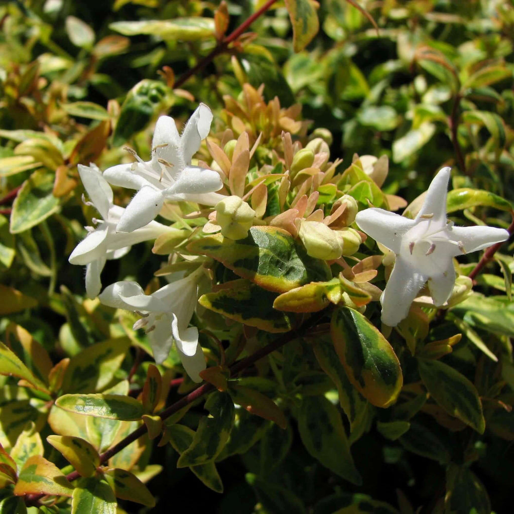 Kaleidoscope Variegated Abelia (7887361605887)