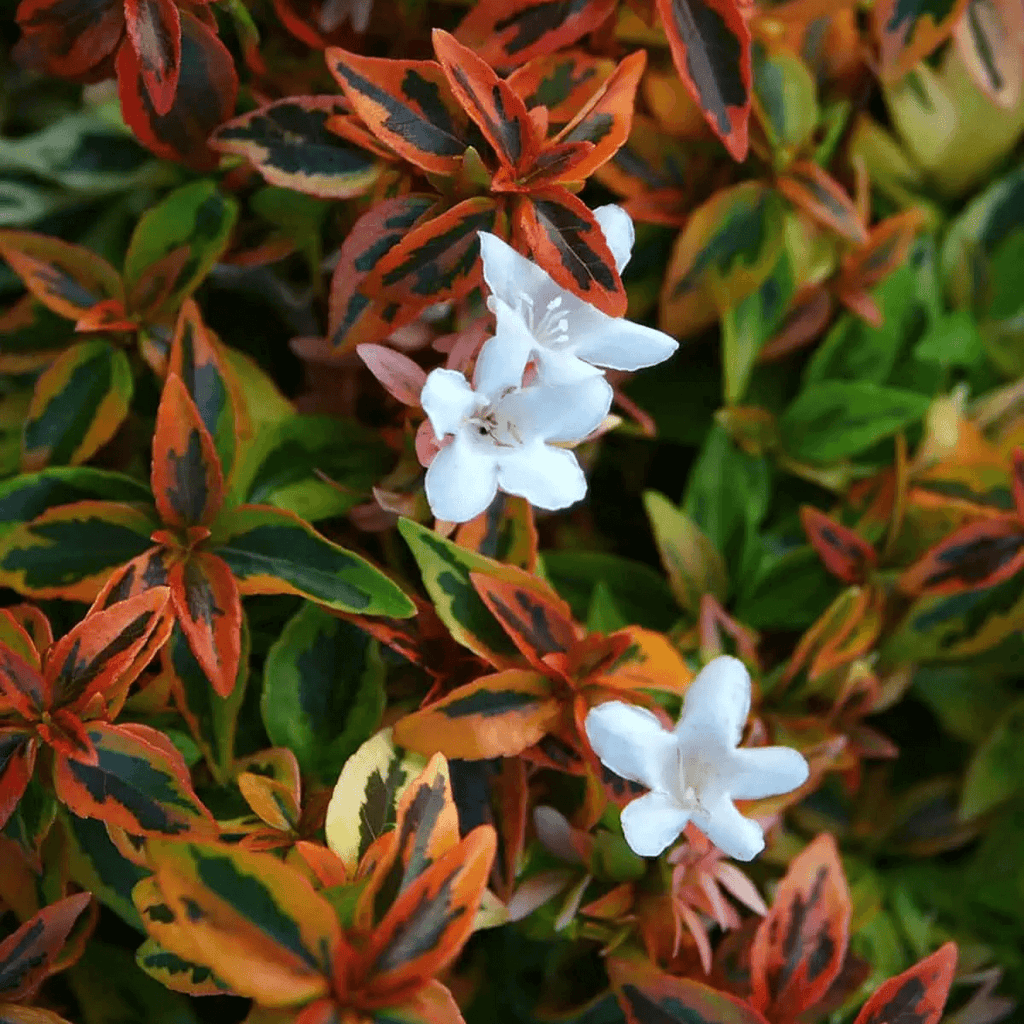 Kaleidoscope Variegated Abelia (7887361605887)