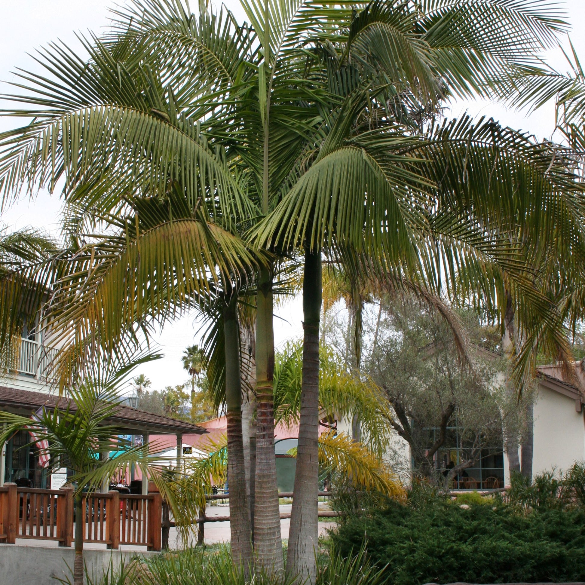 king palm trees in front yard 