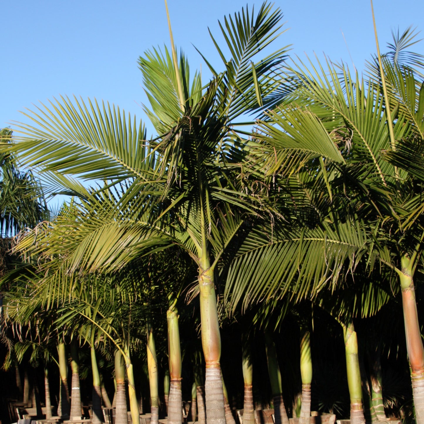 King Palm trees