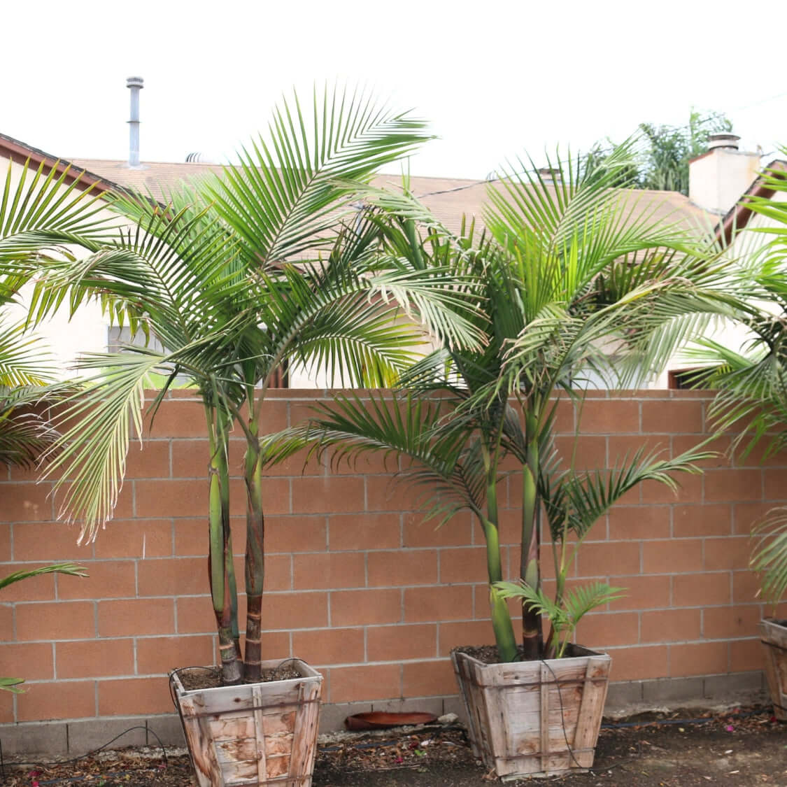 king palm plant care King Palm Multi Trunk