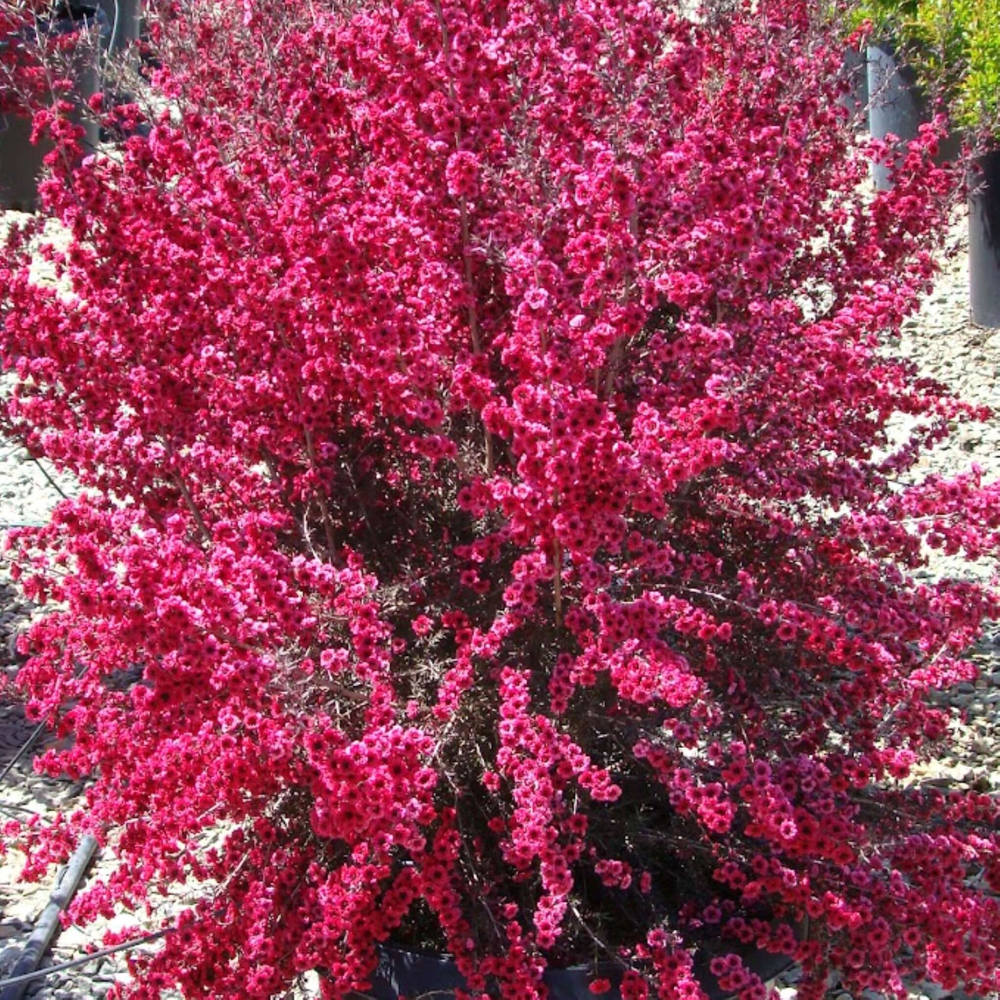 Ruby Glow New Zealand Tea Tree Planted Landscape Blooming Red Flowers