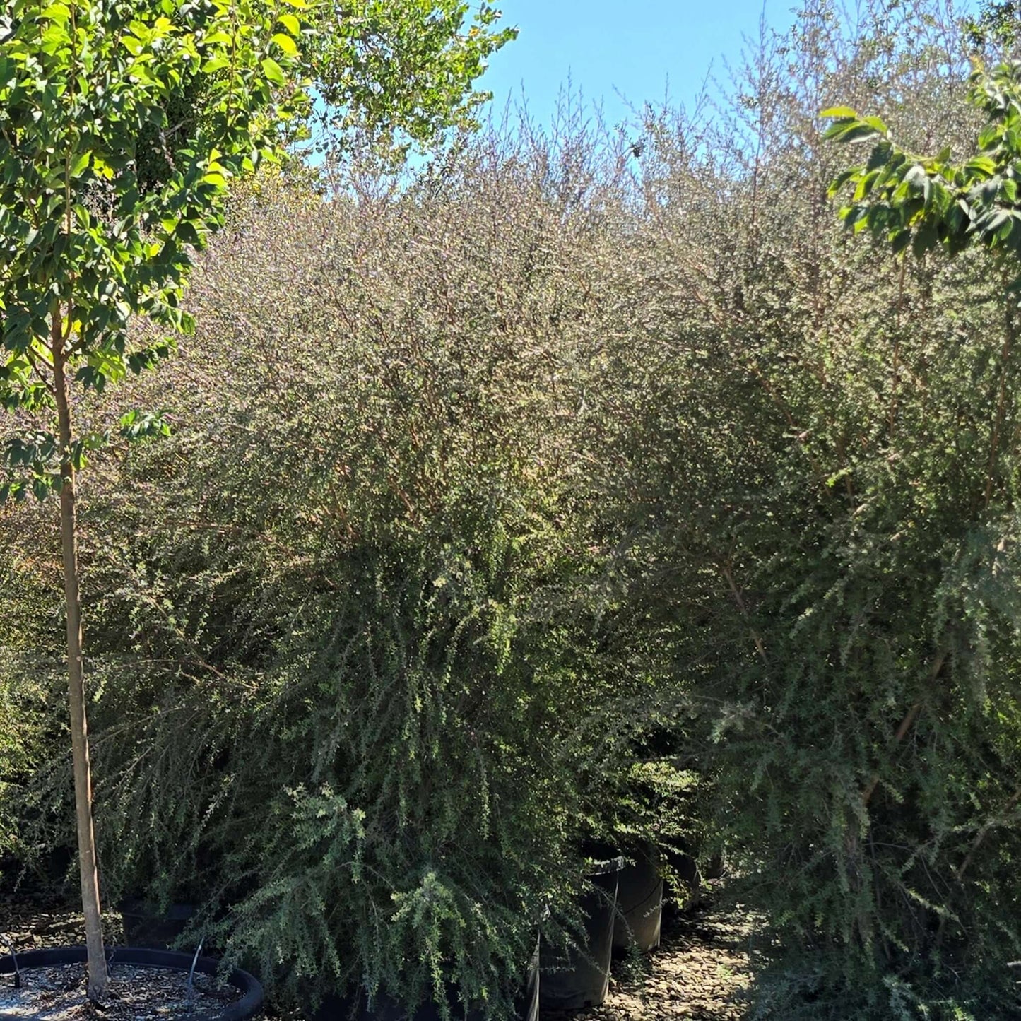 Ruby Glow New Zealand Tea Tree, Evergreen Shrub