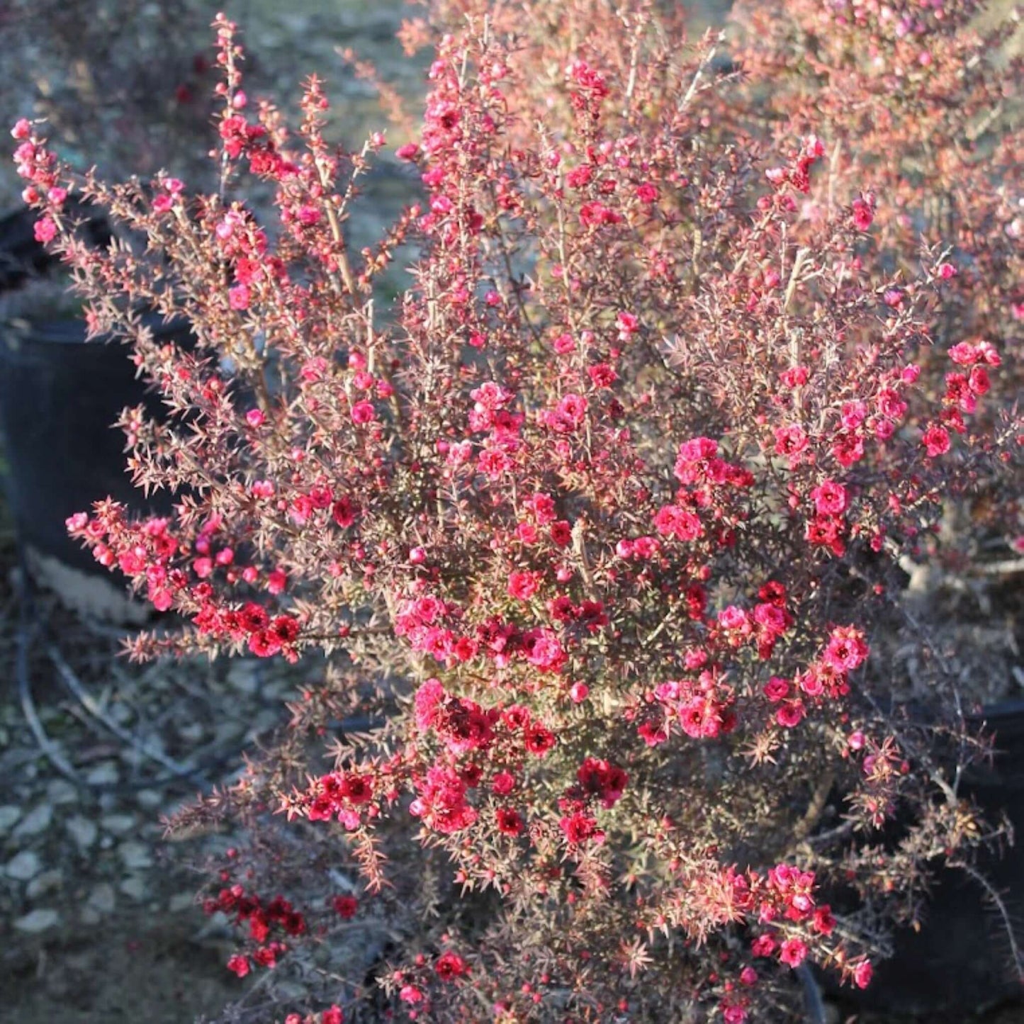 Ruby Glow New Zealand Tea Tree Evergreen Shrub, Drought Tolerant