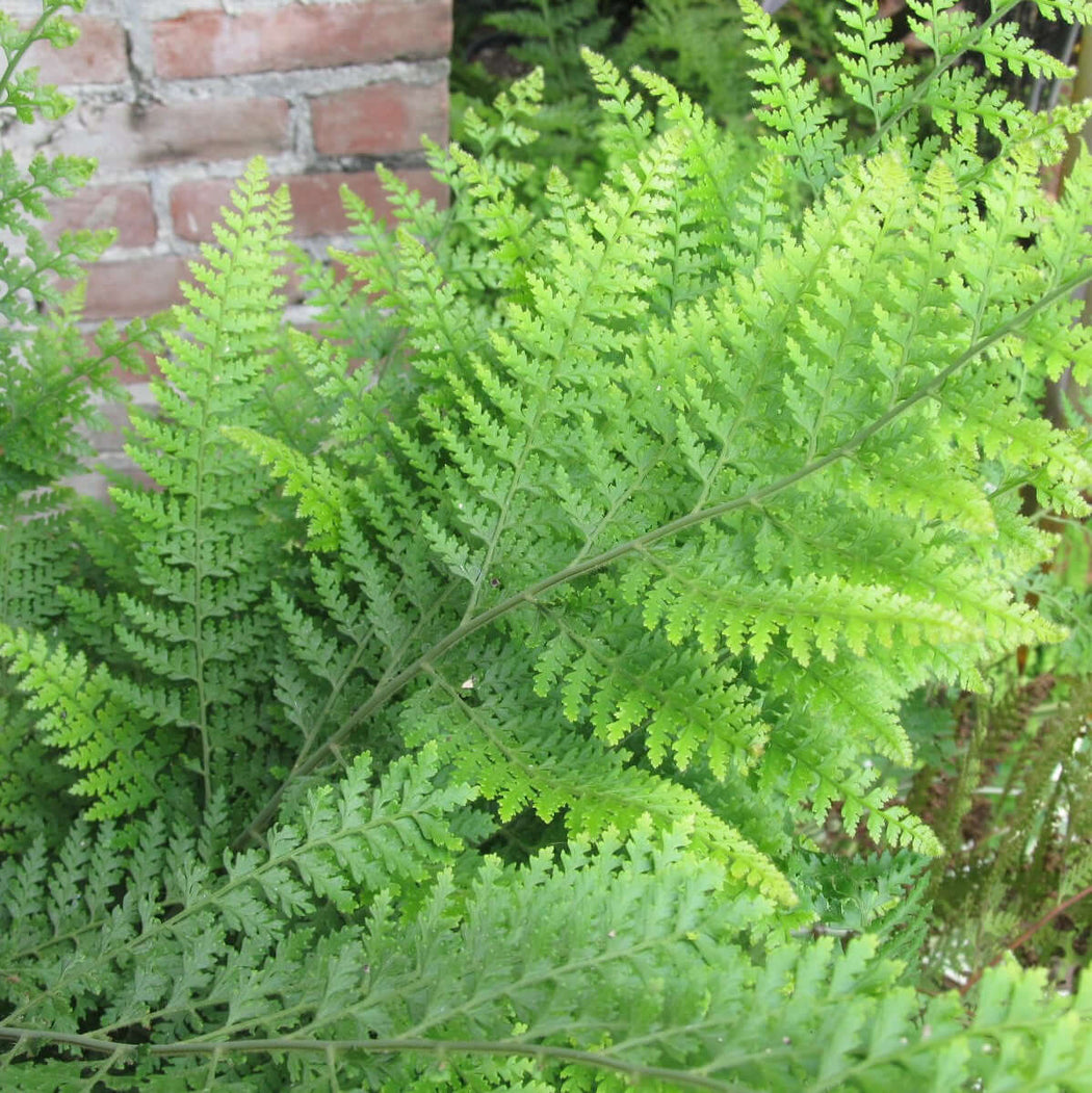Lace Fern (Microlepia strigosa) – Plants Express