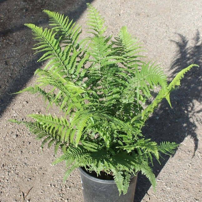 lace fern indoor plant 5 Gal. Lace Fern (Microlepia strigosa)