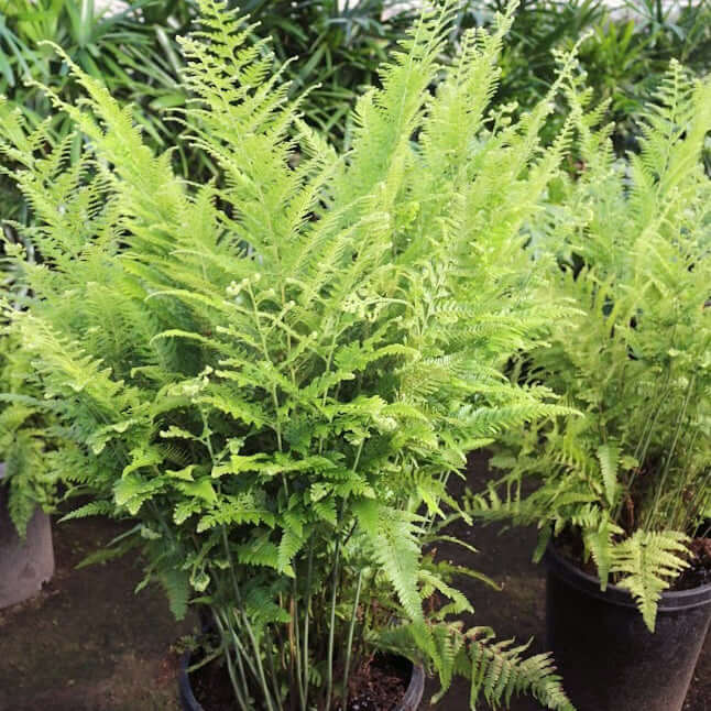 lace fern indoor plant 5 Gal. Lace Fern (Microlepia strigosa)