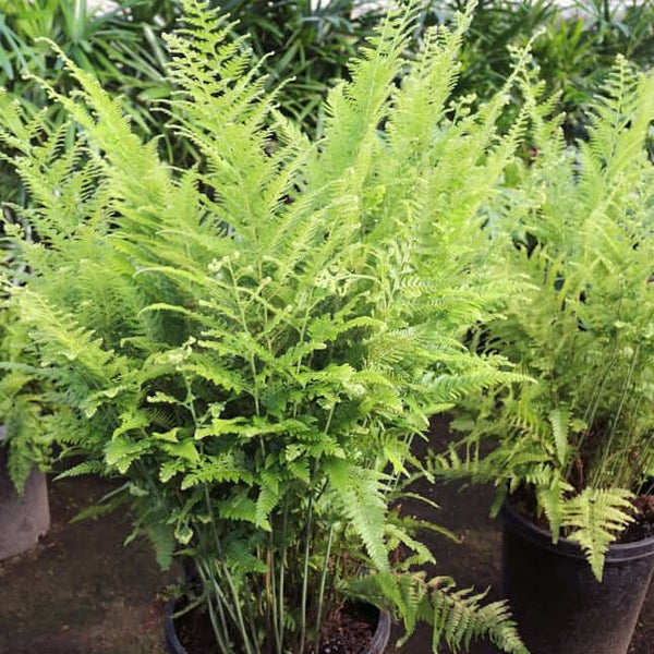 Lace Fern (Microlepia strigosa) | Plants Express