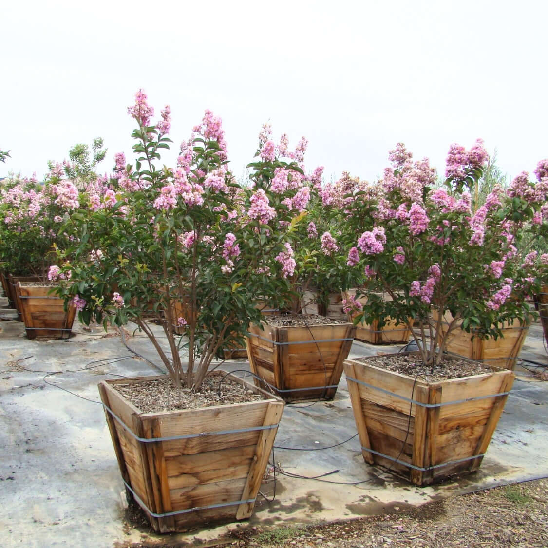 Muskogee Crape Myrtle Tree Multi Trunk 36" Container Size