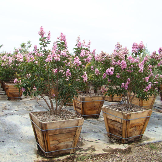 Muskogee Crape Myrtle Tree Multi