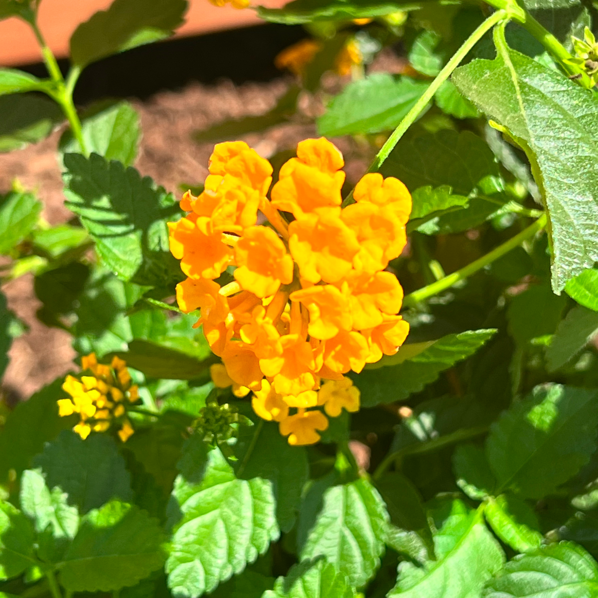 New Gold Lantana