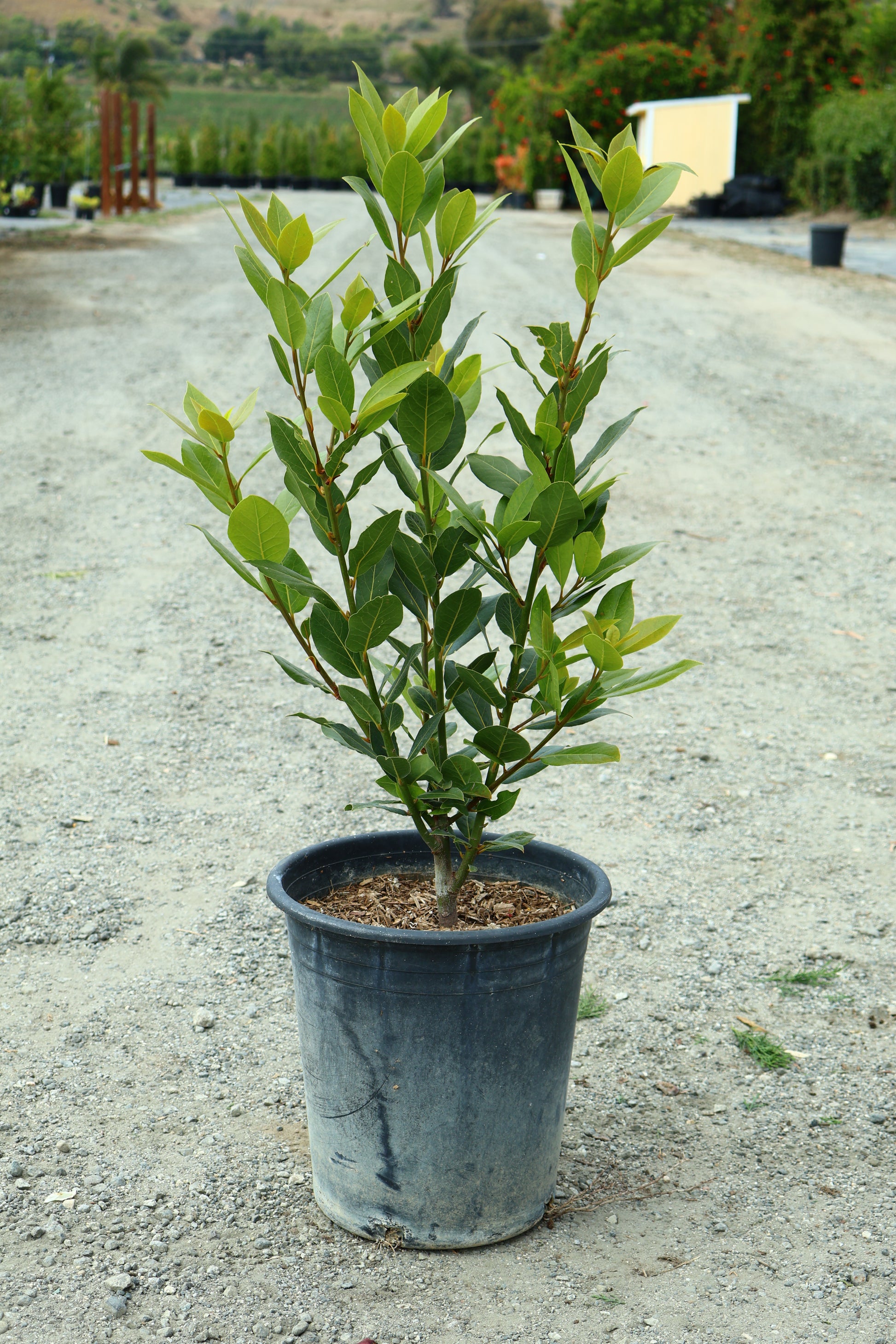 Bay Laurel