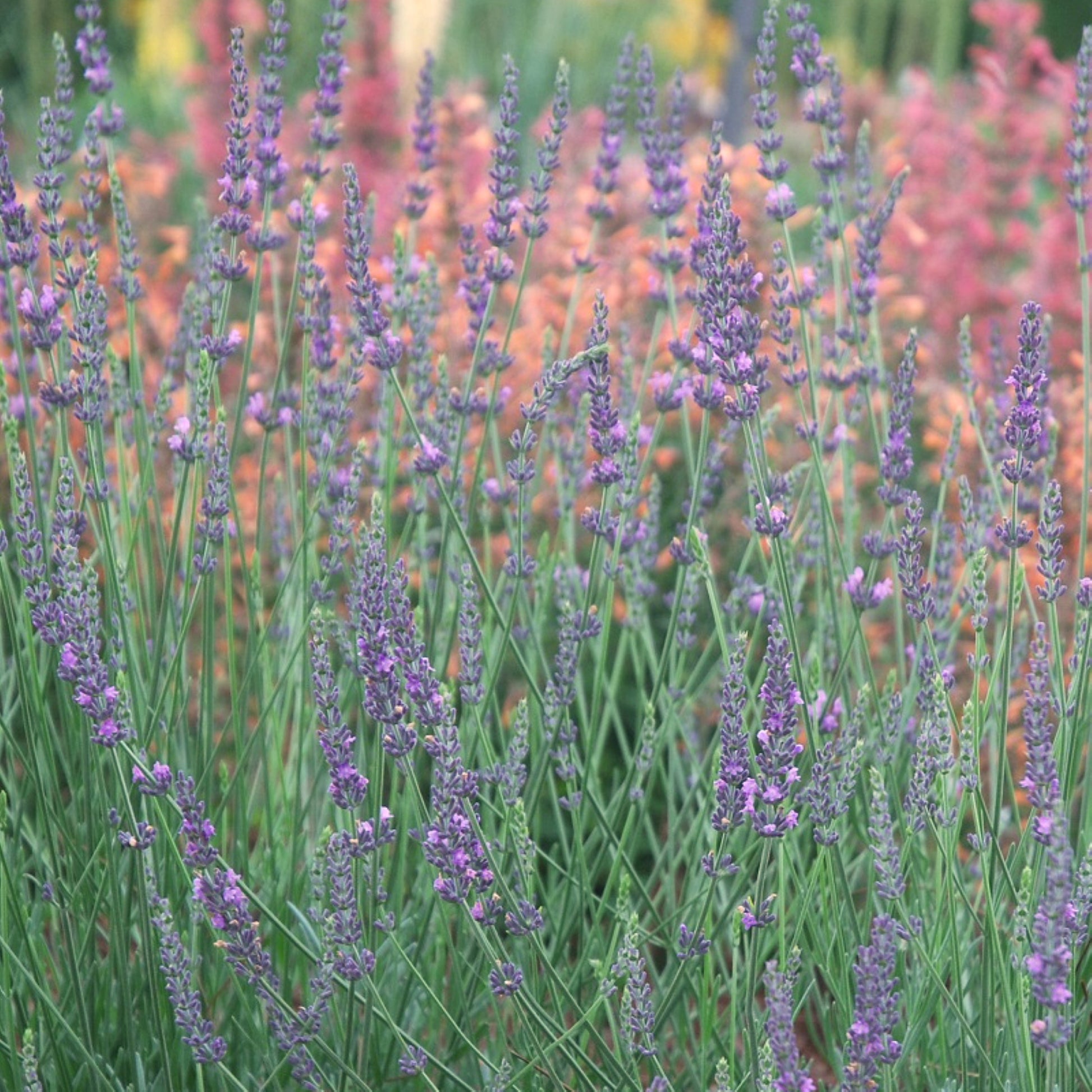 Phenomenal Lavender Flowers