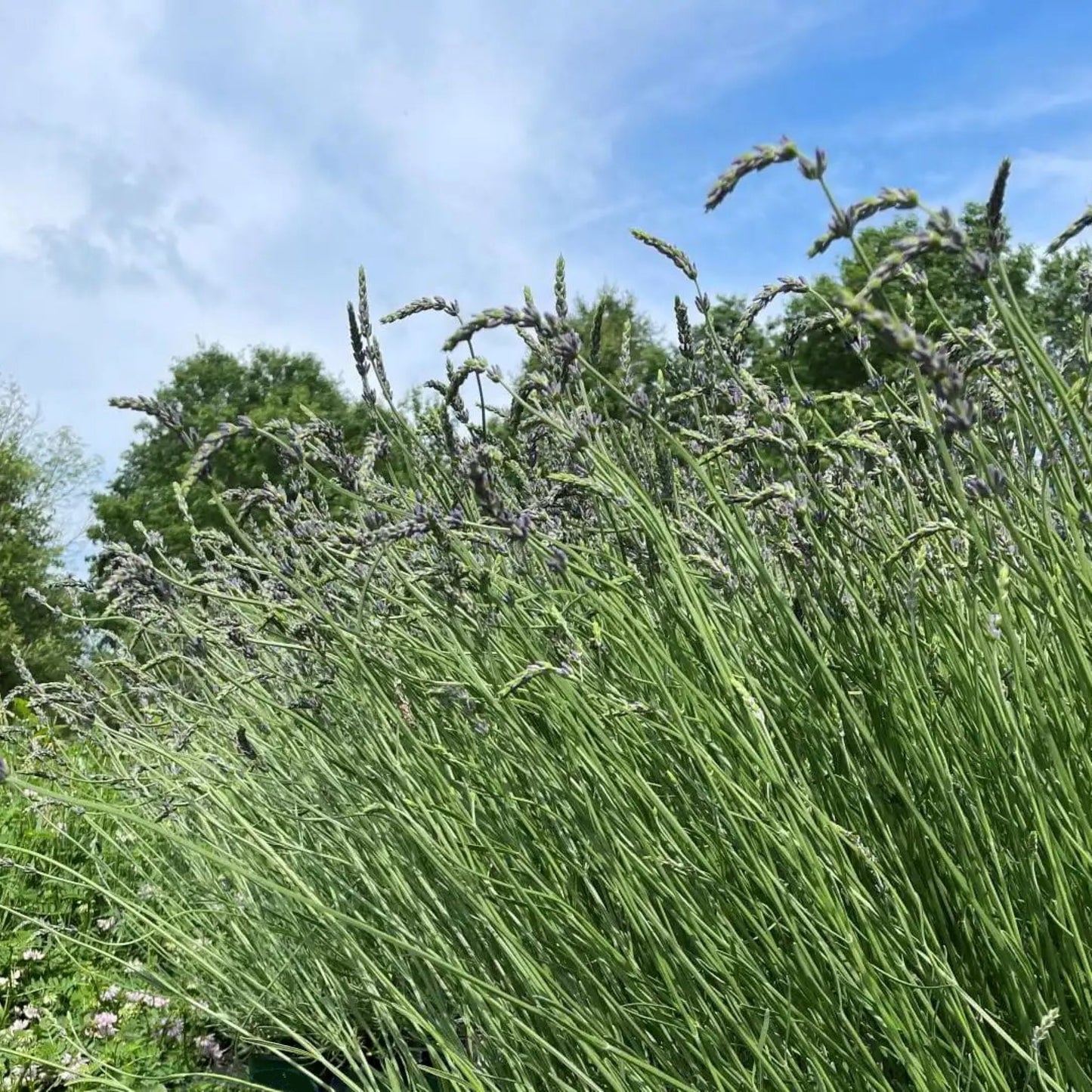 Phenomenal Lavender Close-Up Planted 