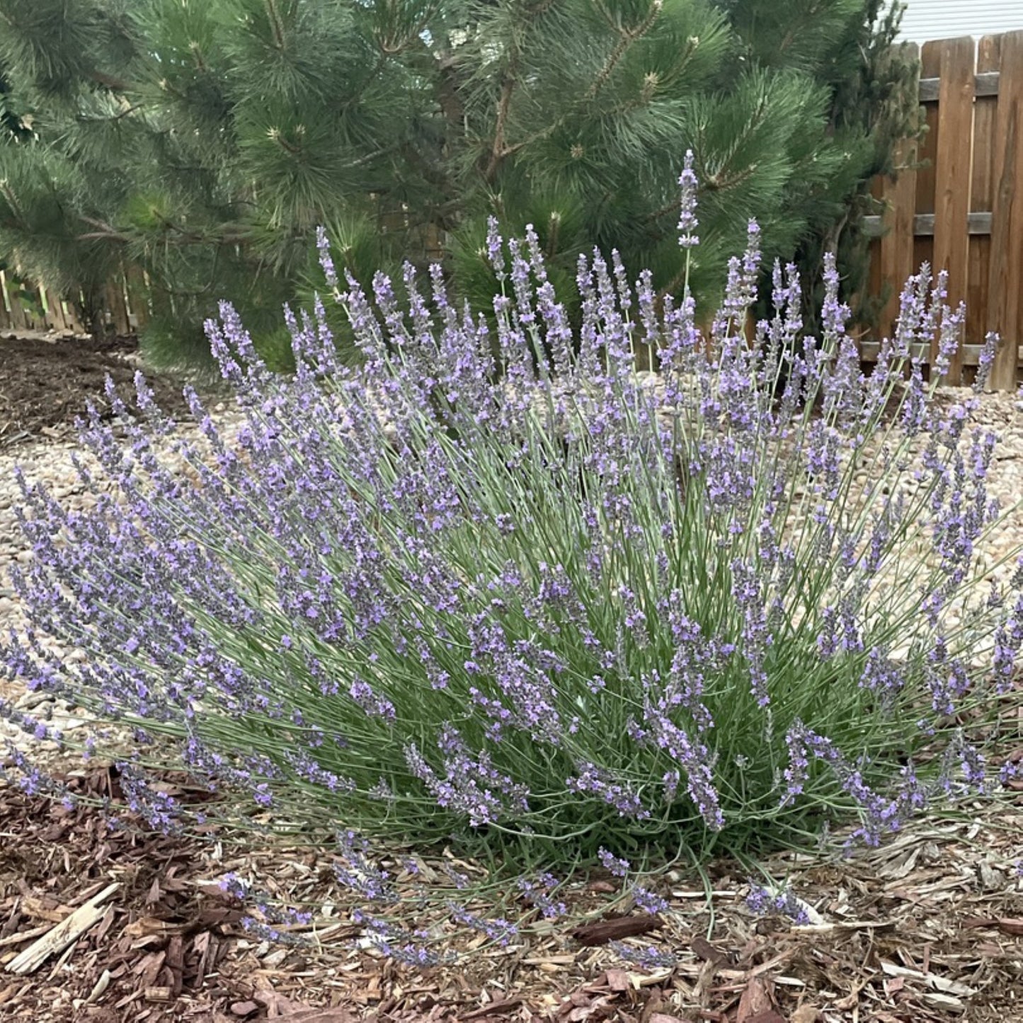 Phenomenal Lavender Planted Landscape