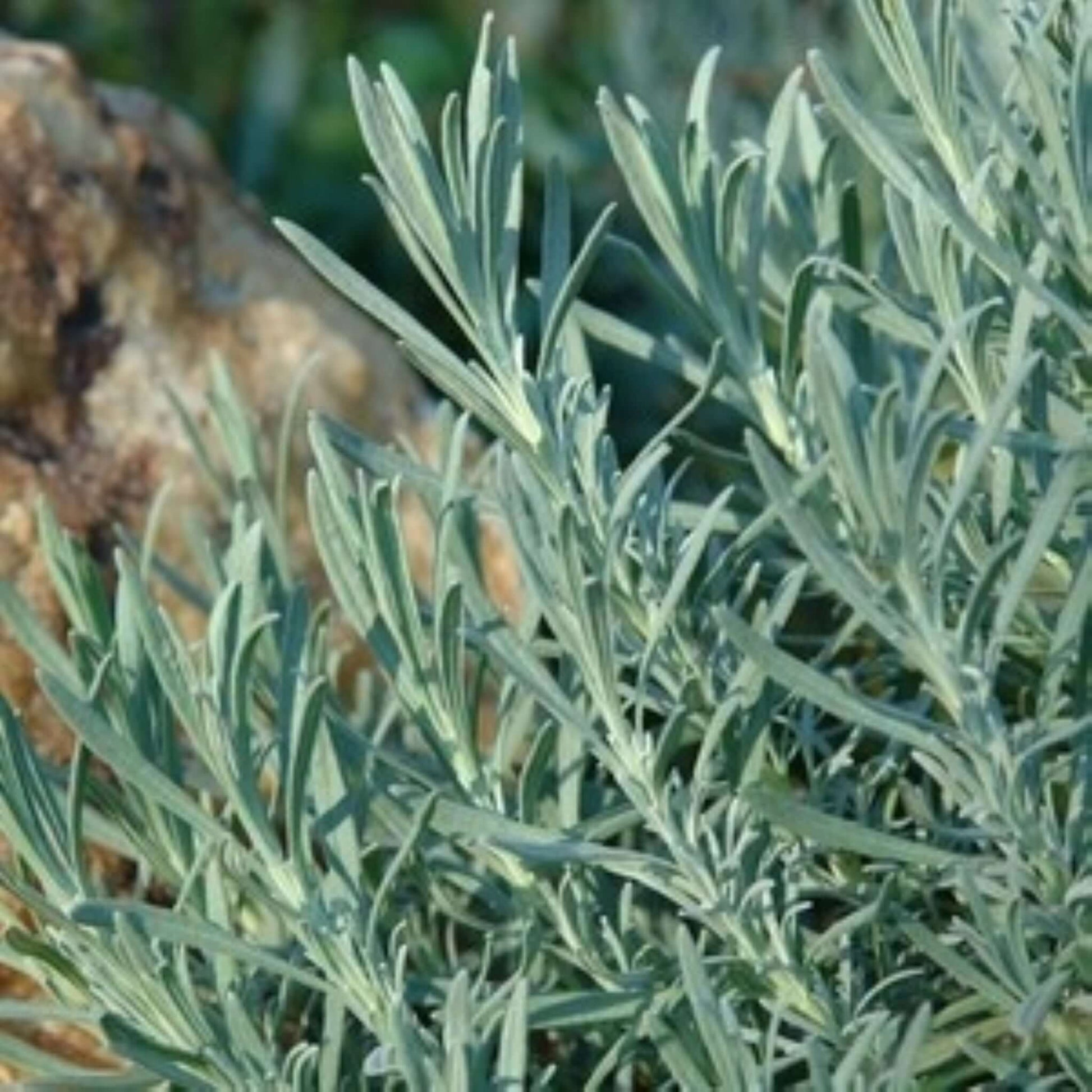 buy phenomenal lavender plants Phenomenal Lavender
