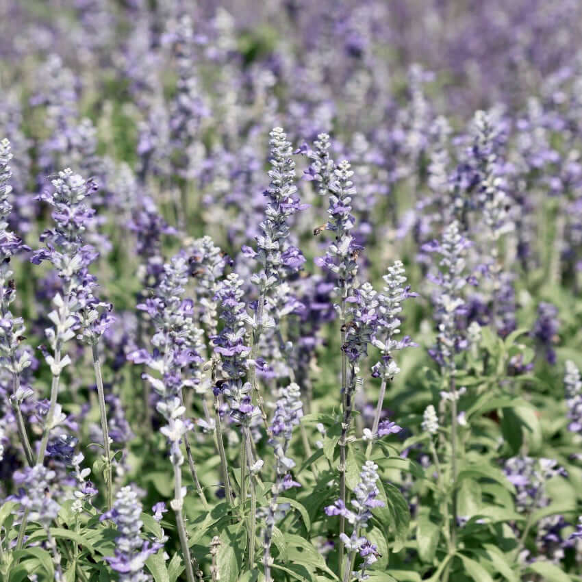lavender size plant Sweet Lavender