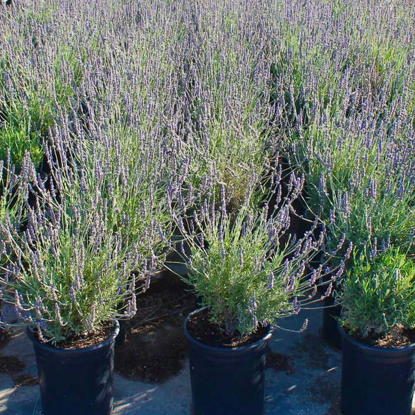 Sweet Lavender - Lavandula x heterophylla – Plants Express