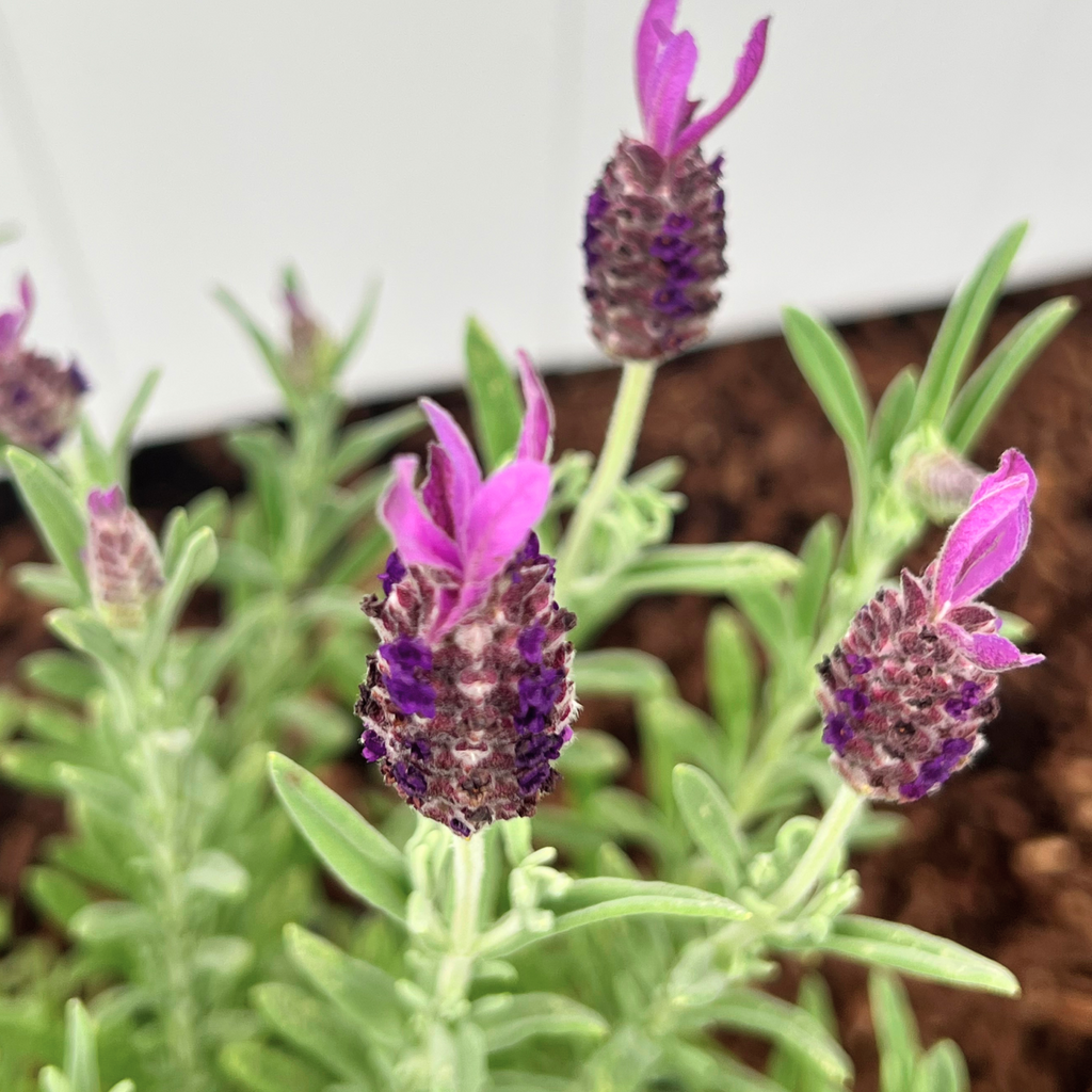 Otto Quast Spanish Lavender