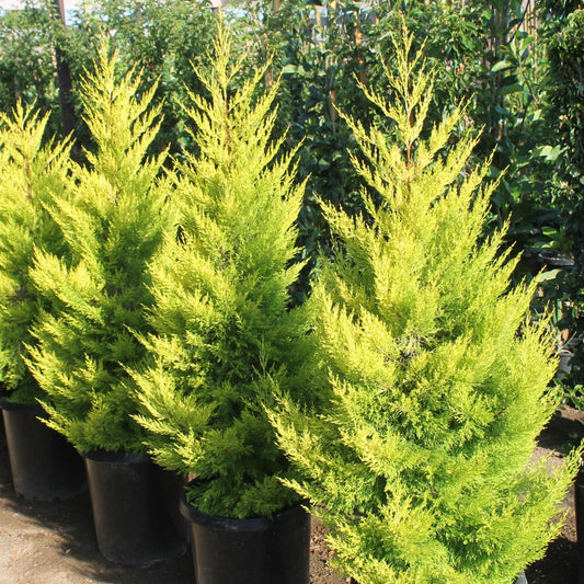 Lemon Cypress