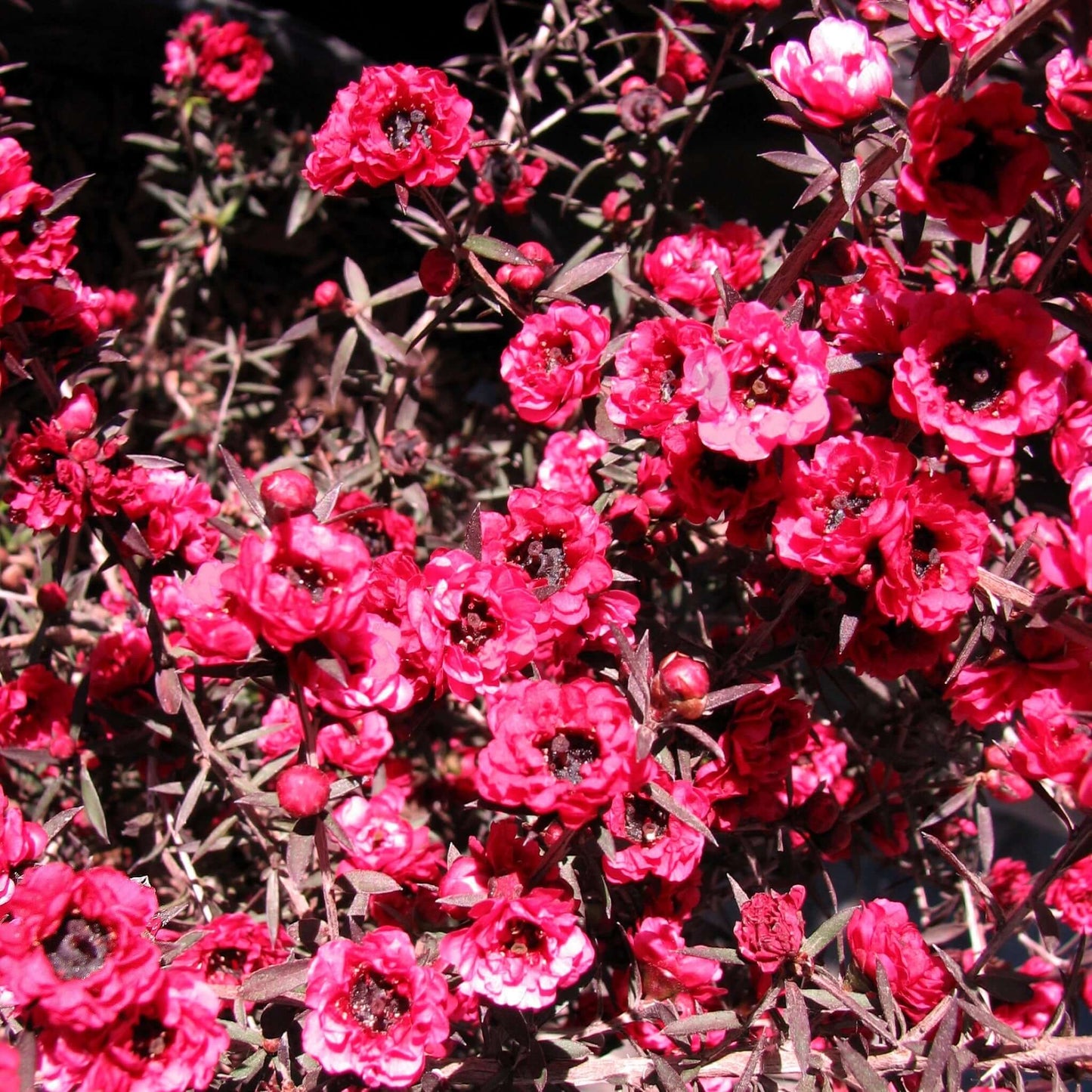 Ruby Glow New Zealand Tea Tree Close-Up Red Flowers Blooming, Deer Resistant