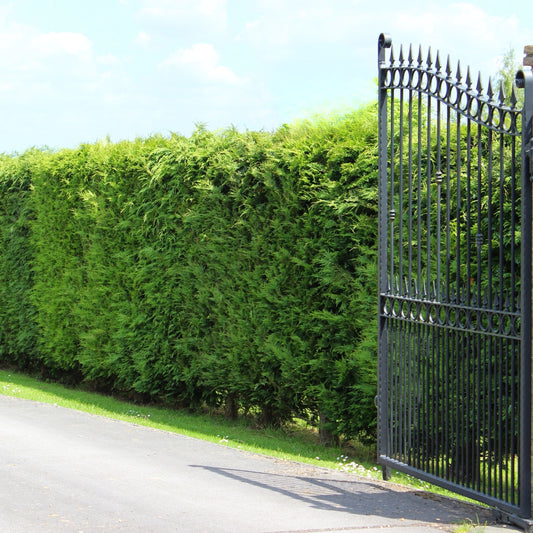 Leyland Cypress trees