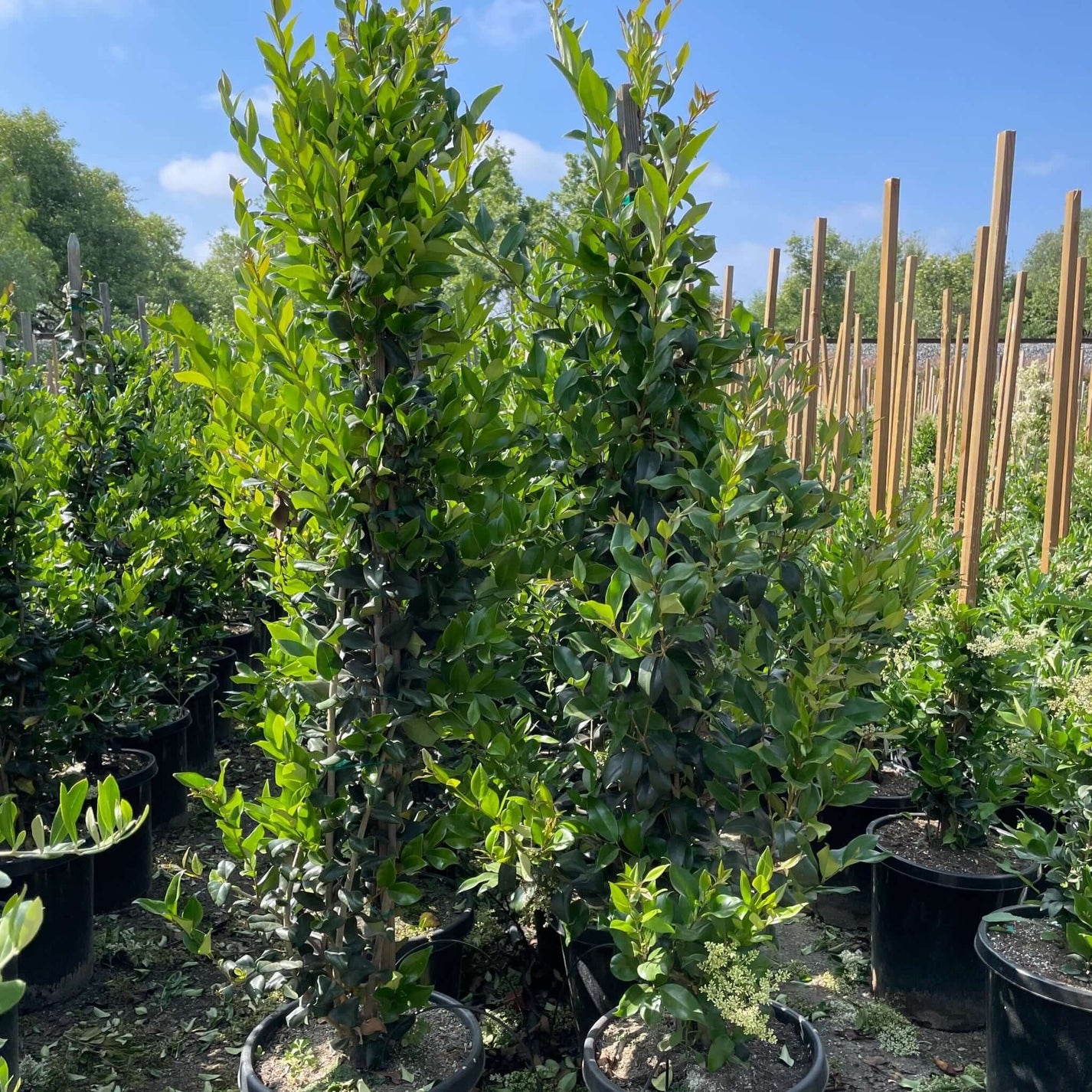 Ligustrum Texanum - Wax-leaf Privet Staked Column