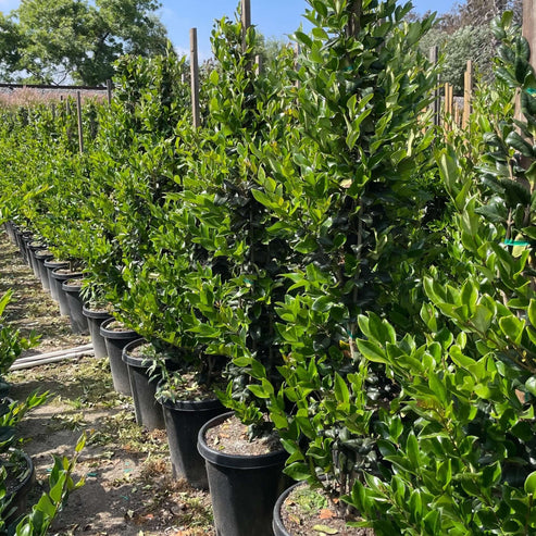 Ligustrum Texanum - Wax-leaf Privet Staked Column