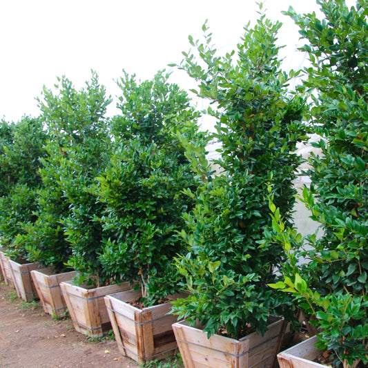 Ligustrum japonicum 'Texanum' Staked