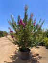 Lilac Crape Myrtle
