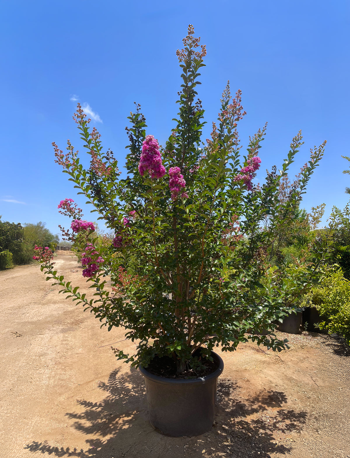 Muskogee Crape Myrtle Tree Care Guide | Plants Express