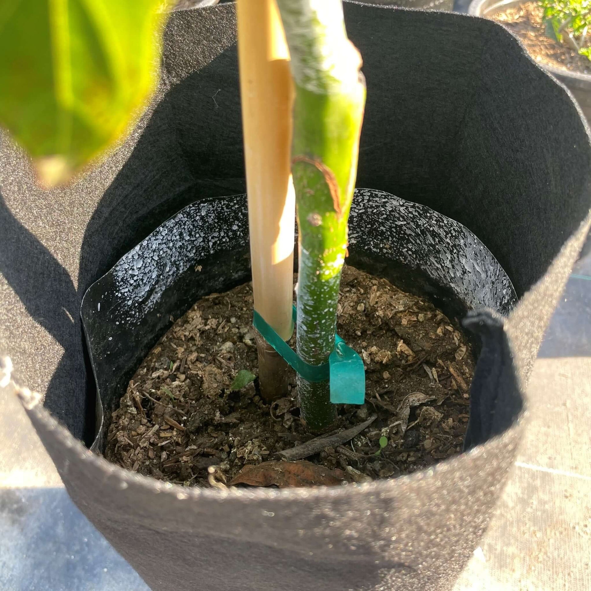 Little Cado Avocado Tree