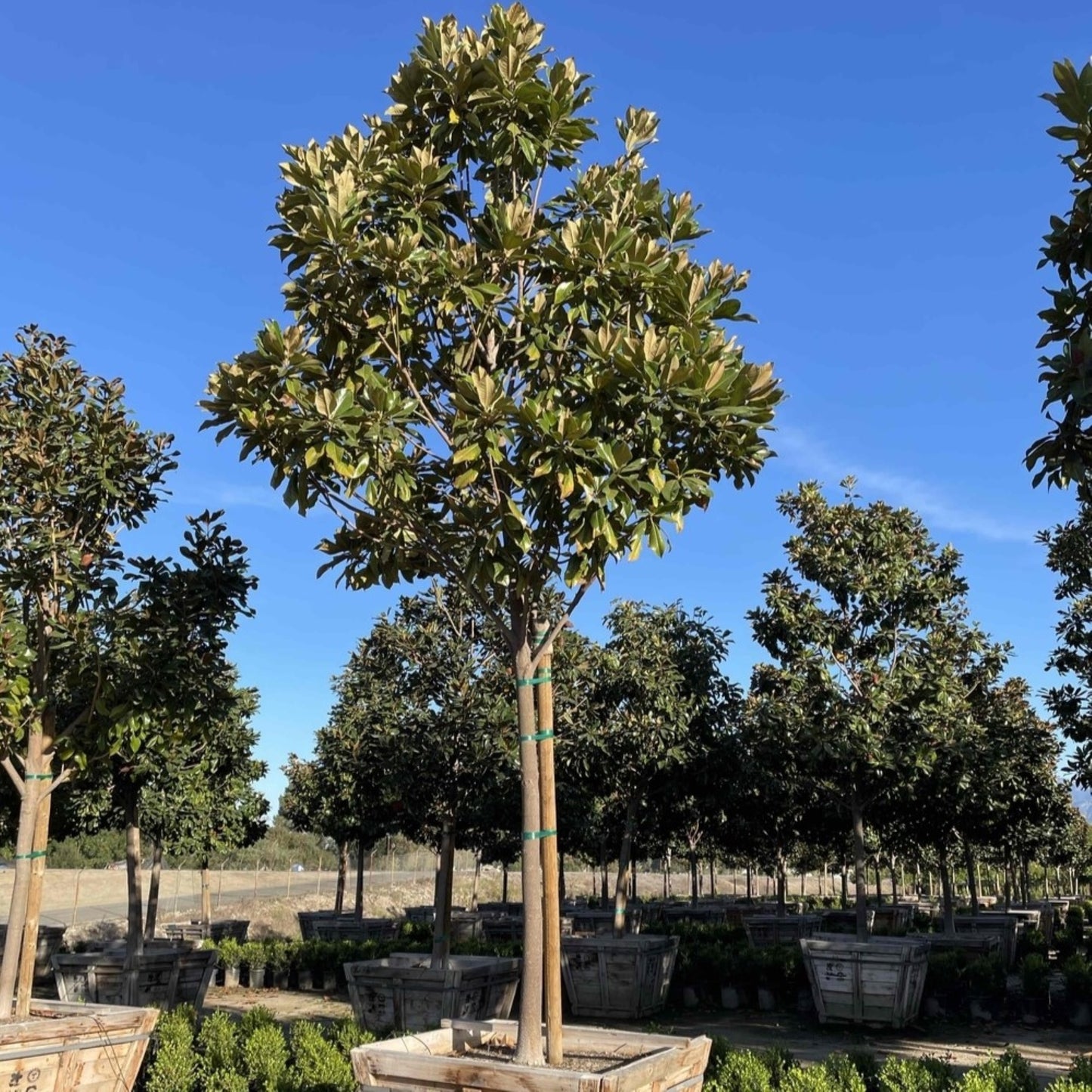 Southern Magnolia Tree