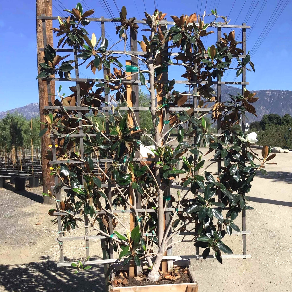 Little Gem Southern Magnolia Espalier