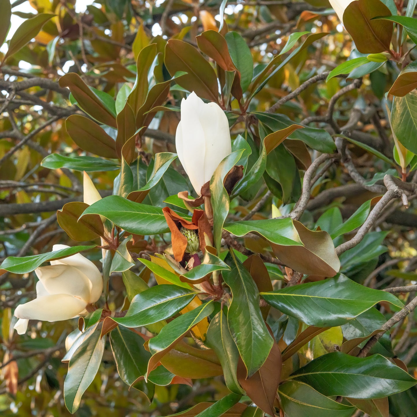 Magnolia grandiflora Kay Parris flowers and leaves