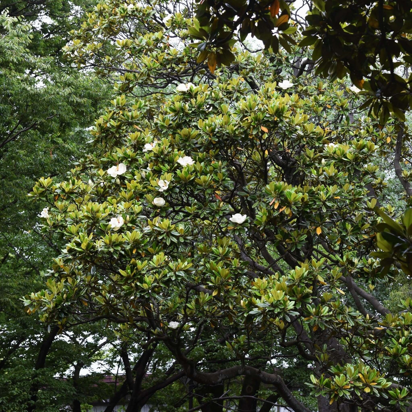 Southern Magnolia Tree