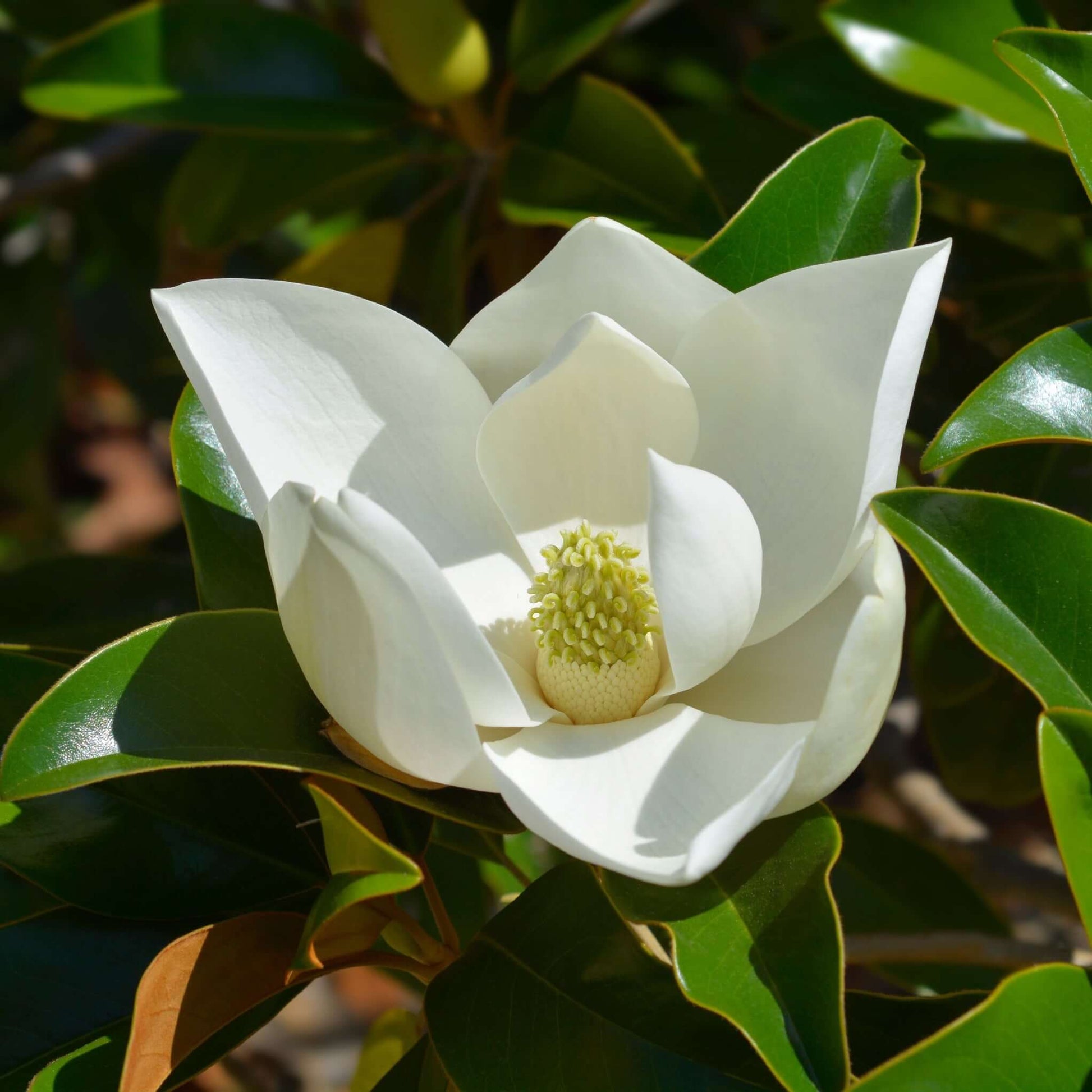 Southern Magnolia flower