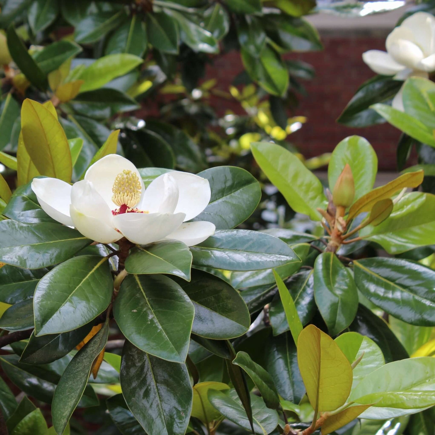 Southern Magnolia Tree