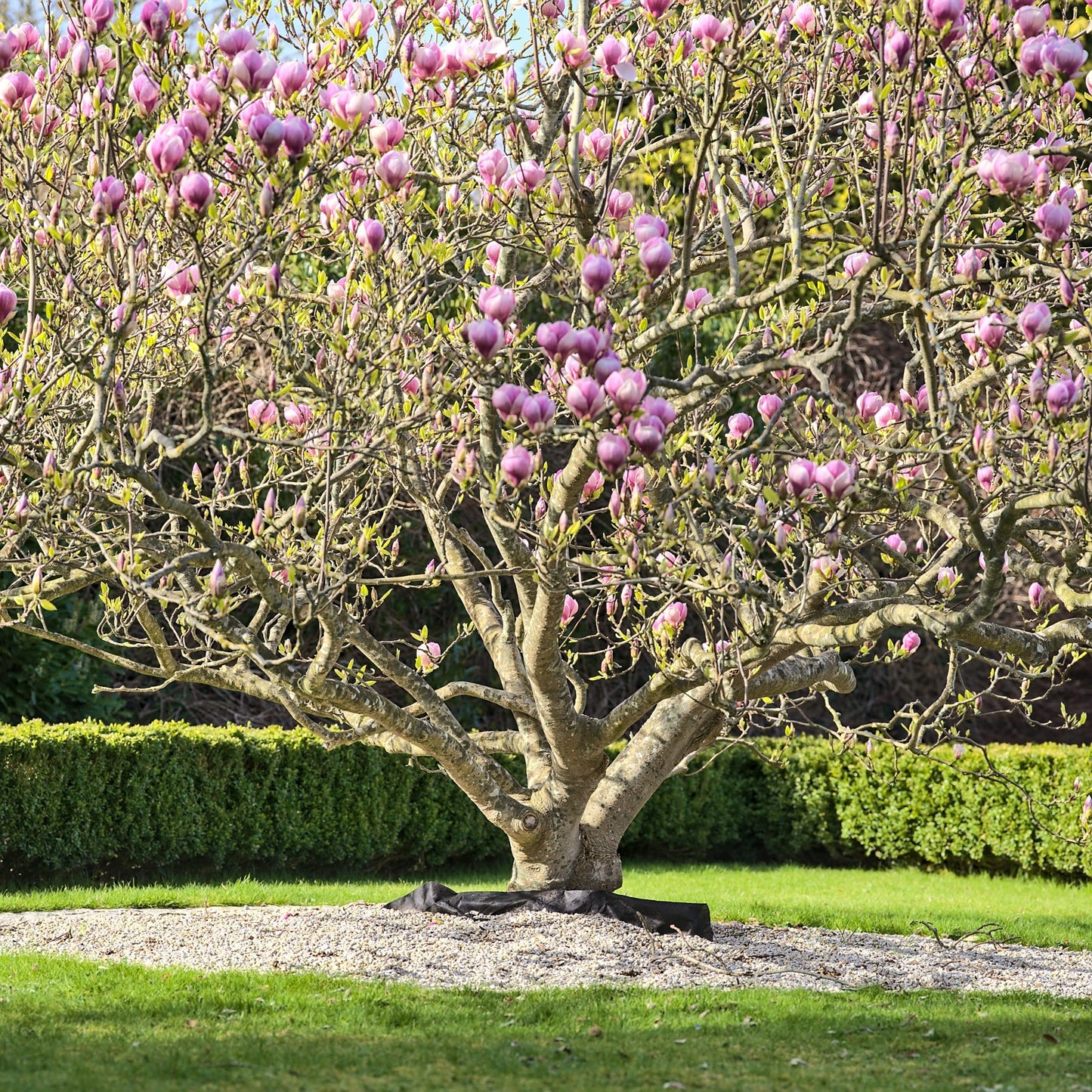 Saucer Magnolia Tree