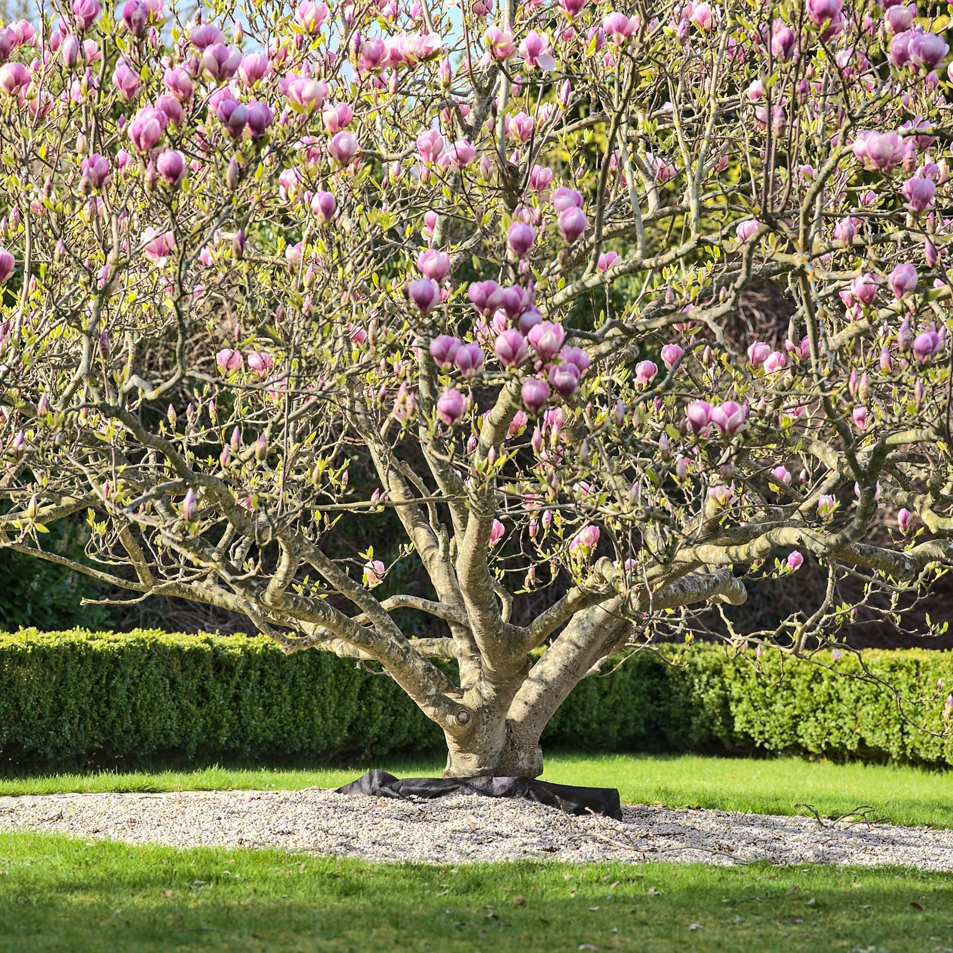 Saucer Magnolia Tree