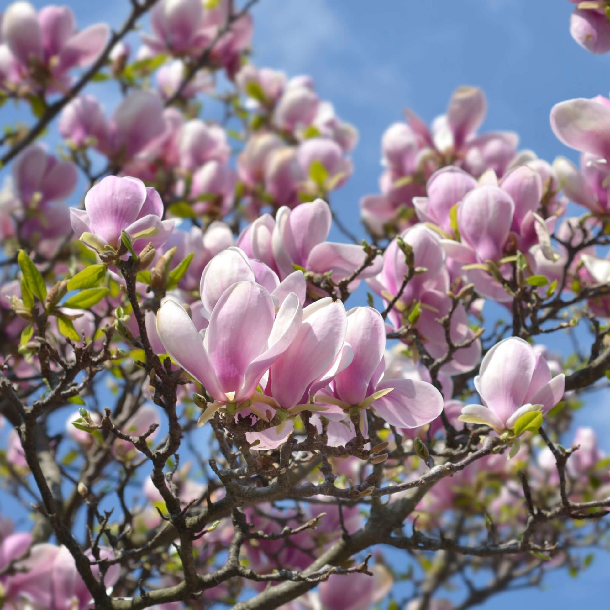 magnolia trellis plant Saucer Magnolia Tree