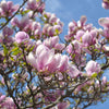 Saucer Magnolia Tree