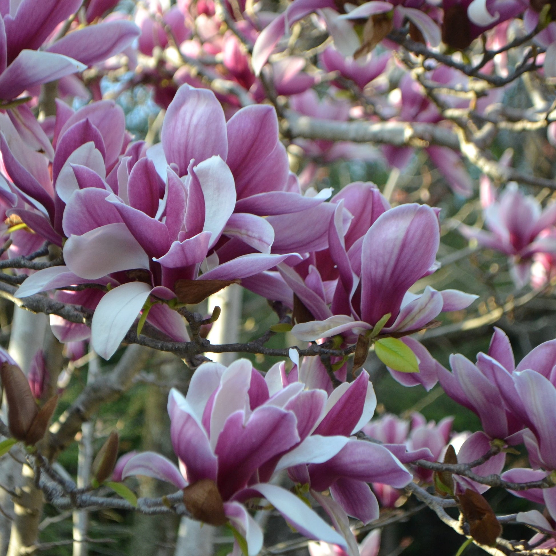 Magnolia soulangeana