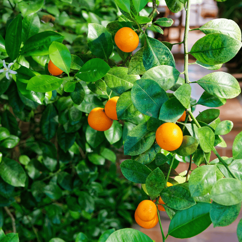 Owari Satsuma Tangerine Tree • Just Fruits and Exotics
