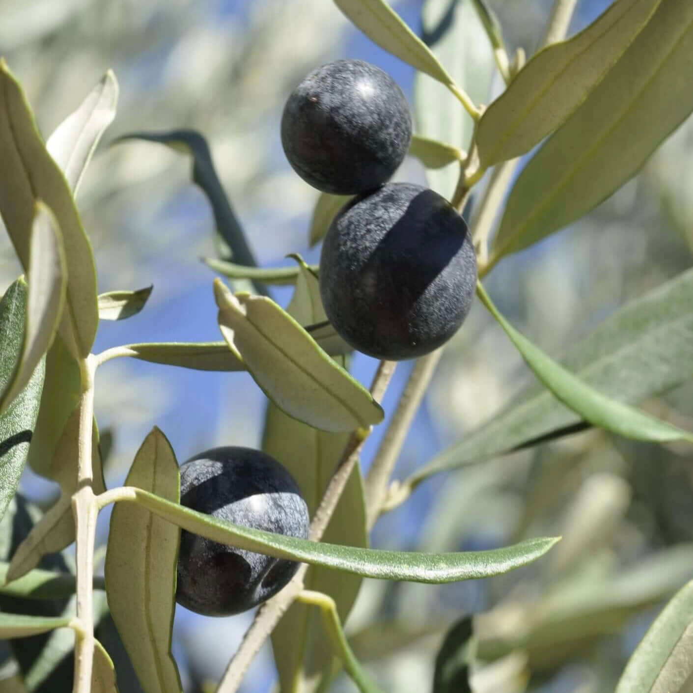 Manzanillo Fruiting Olive Tree