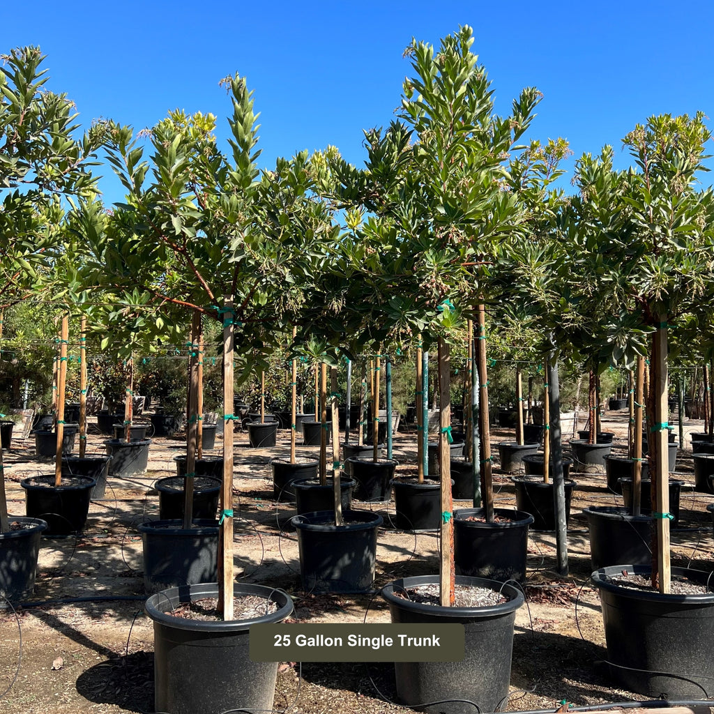 arbutus marina strawberry tree 25 Gallon Container Size