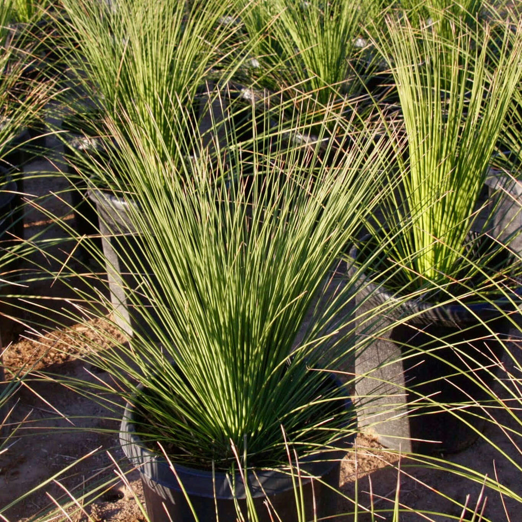 house plant that looks like long grass 15 Gal. Mexican Grass Tree (Dasylirion longissimum)