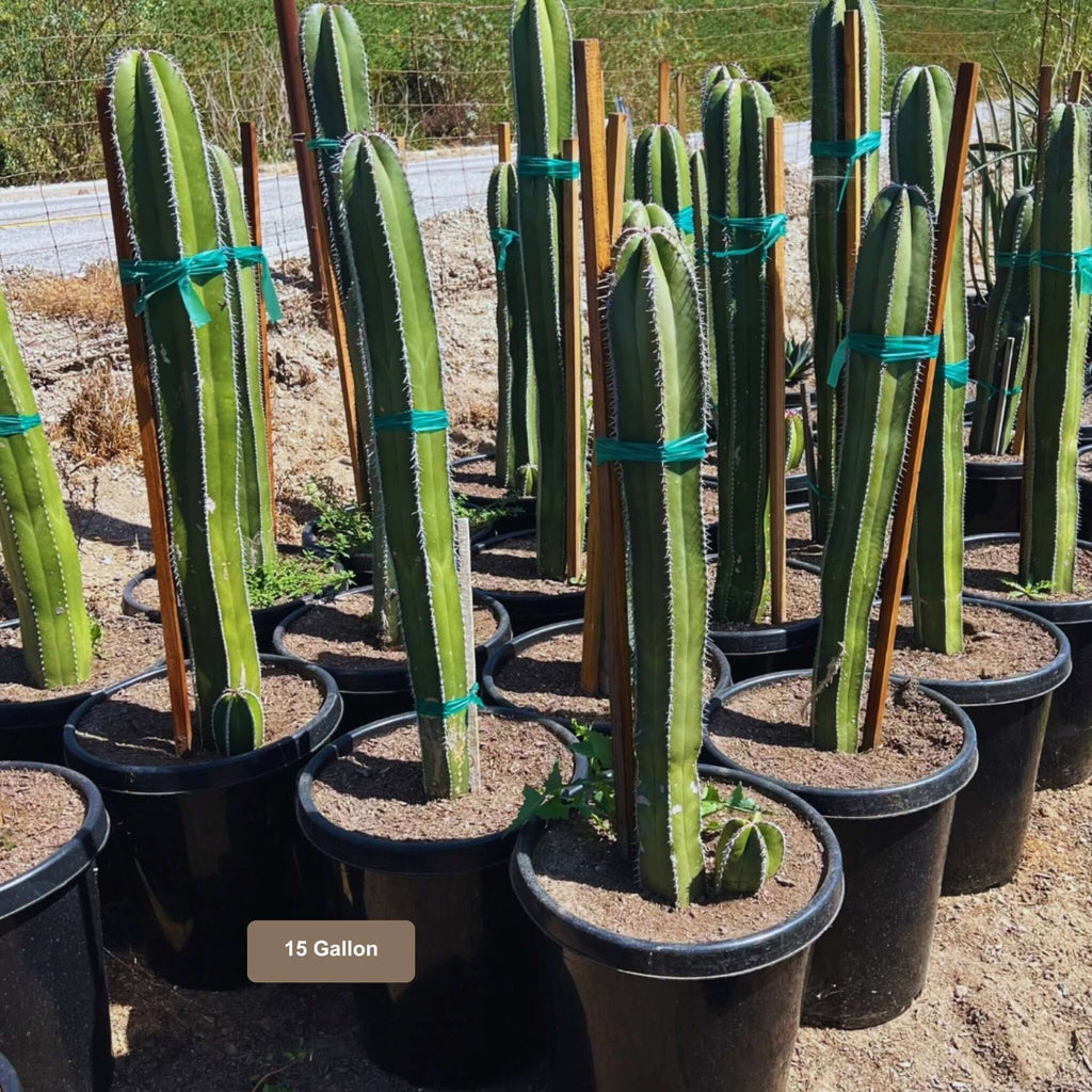 Mexican Fence Post Cactus 15 Gallon Container Size