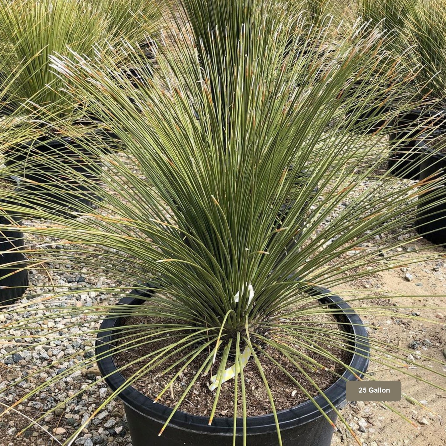 Mexican Grass Tree 25 Gallon Container Size