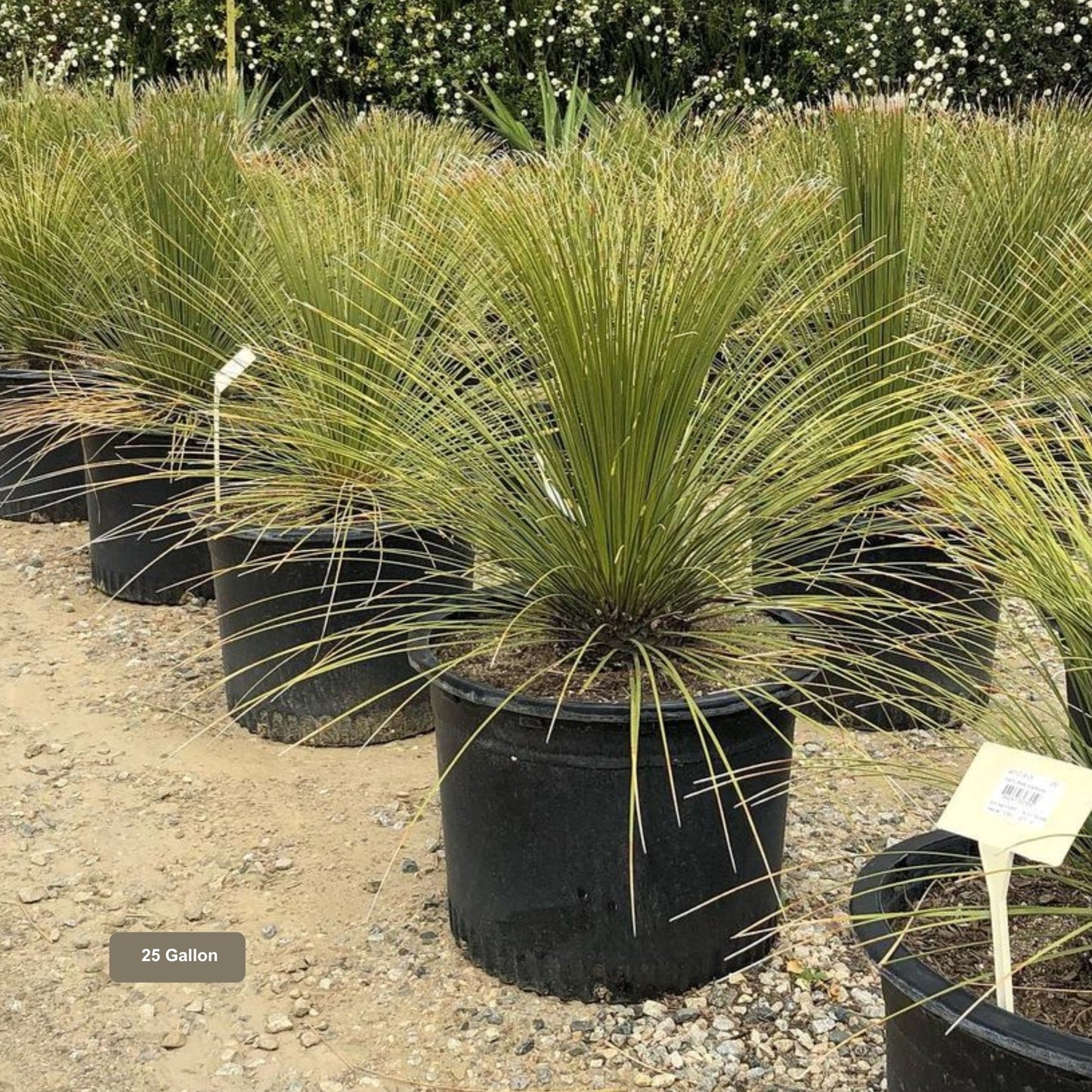 Mexican Grass Tree | Plants Express